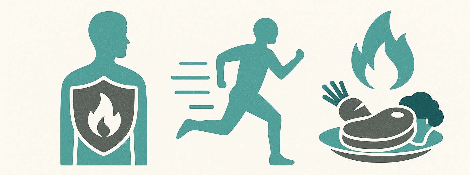 Cum funcționează metabolismul